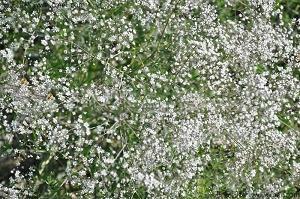 2021立夏时节温馨如意祝福短信精选57句