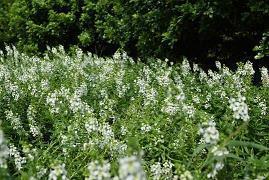 2021中秋节祝福短语 2021简洁大气中秋节祝福短语