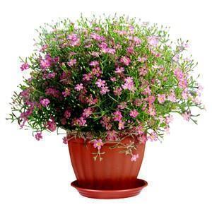 2020圣诞节个性且温暖的祝福语