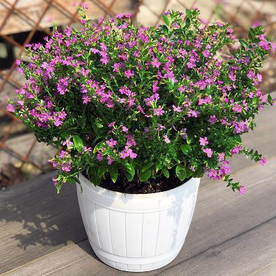 回忆爱情往事的句子