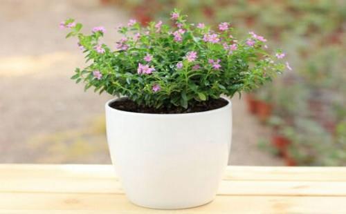 女人早上晨跑心情说说 晨跑早安语