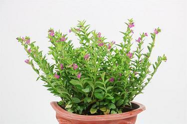 2021大暑节气养生祝福文案句子(精选33条)