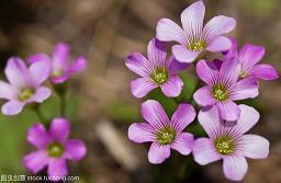 有关小学即将毕业的说说心情