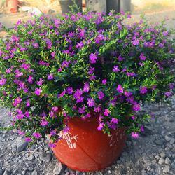 2021春分经典祝福句子