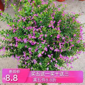 茏茸