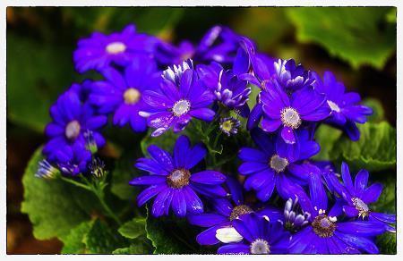 2020重阳节思念文案祝福朋友圈最新