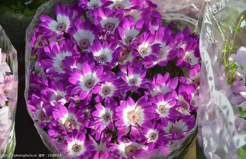 2021除夕微信群发唯美祝福语