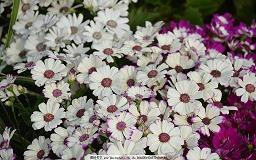 2020春节给下属的祝福语