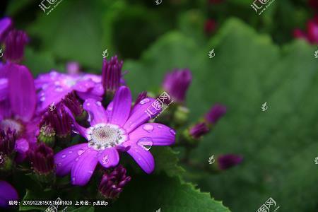 2021年立春吉祥祝福语文案