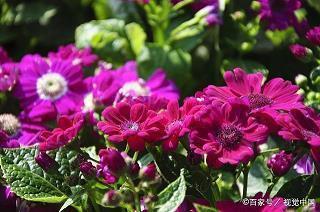 2020年五四青年节祝福语