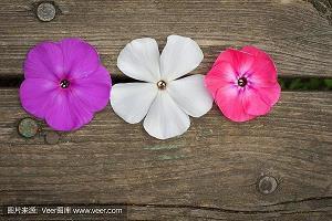 立春节日祝福语生意