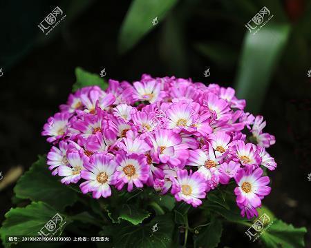 形容冬至包饺子的句子 冬至吃饺子的说说心情(精选49句)