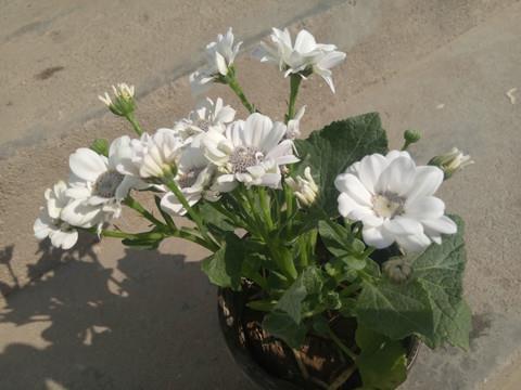 夜深了想你了的句子汇总37句