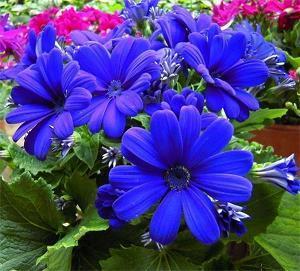 关于写开心的心理的句子