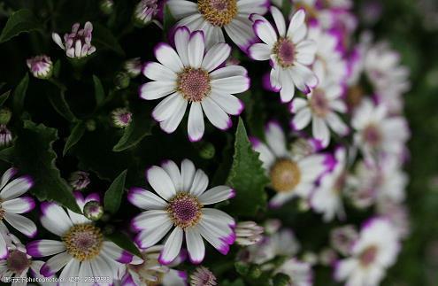 2021牛年新年新气象祝福语