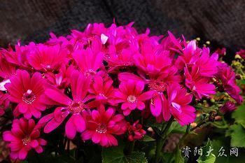 贫累