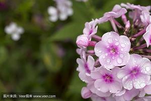 元旦节的祝福语简短爱人(精选62条)