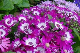 心情焦虑症的说说28句