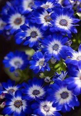 幸福知足感恩唯美句子(精选53句)