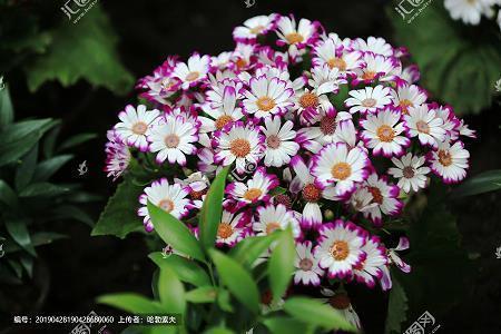 2021重阳节祝福语大全简短推荐76句