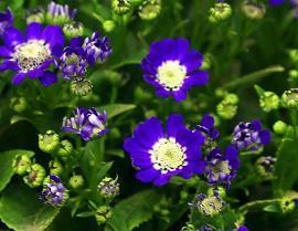 2021情人节贺卡祝福语留言