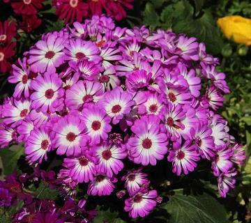 2021七一建党一百周年祝福语录文案说说