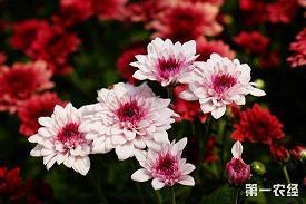 脔脔