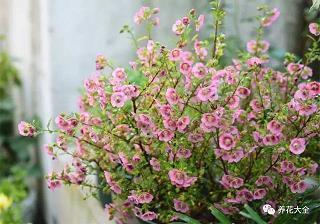 2021重阳节尊老爱老的祝福文案(精选82条)