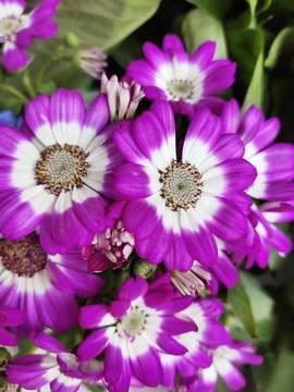 2021给同学的端午祝福语汇总48句