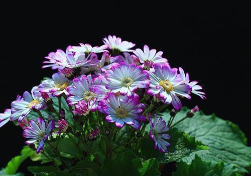 亲情为桥优美句子 亲情的句子唯美短句