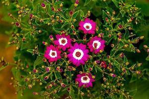 2021立夏节气抖音温馨火热祝福寄语汇总57句