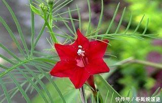 2021七夕情人节祝福语浪漫(精选61条)