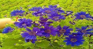 2020元旦祝福语老师