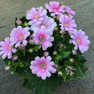 胥仆