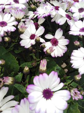 2021年大年初一短信祝福语