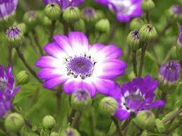 2021春节心情祝福语录文案说说