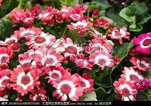 蒲蔽