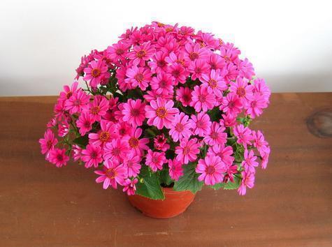 2021牛年春节吉祥话