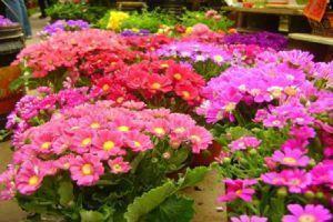 妈妈好开心的句子