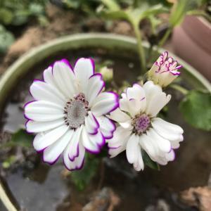 2020元宵节幽默祝福短信