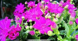 家长感谢老师的句子简短