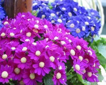 2021清明节简短的文案