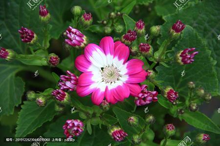 2020年圣诞节祝福语短信