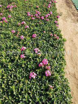 春节短信问候语客户