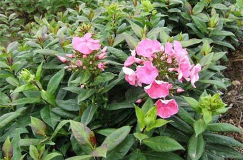 苹果娃娃仿写比喻句