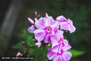 清明节祝福话语