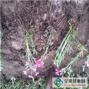 花残月缺