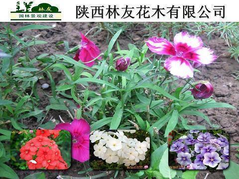 从校园到婚姻的爱情祝福语(精选70条)