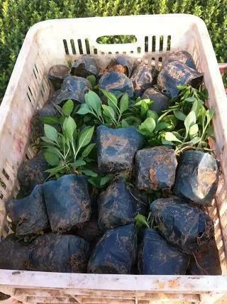 古风告白的句子对男生 有什么古风句可以让喜欢你的男生对你表白呢