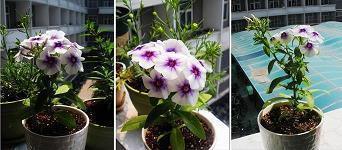 虋